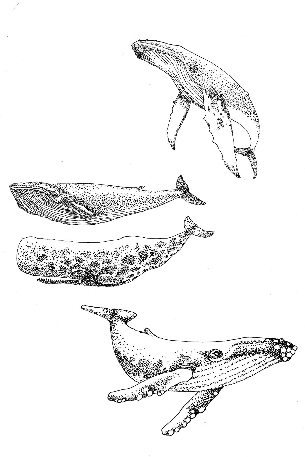 Carnet de coloriage Bleu tango